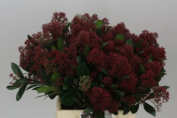 Skimmia J Rubella Red 45 cm