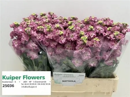 Matthiola Rose Pink 56 cm