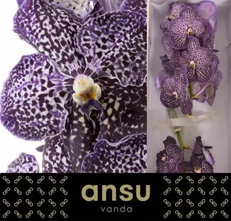 Vanda Sunanda Jeff Leatham 25 cm