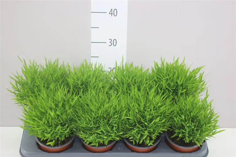 Pogonatherum Monica črepník 12 cm