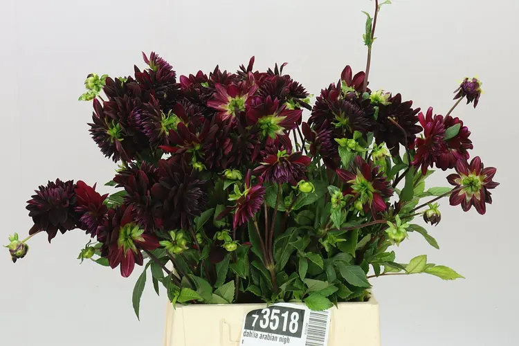 Dahlia Arabian Night 50 cm