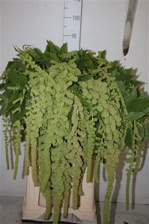 Amaranthus Ca Cycloop 80 cm