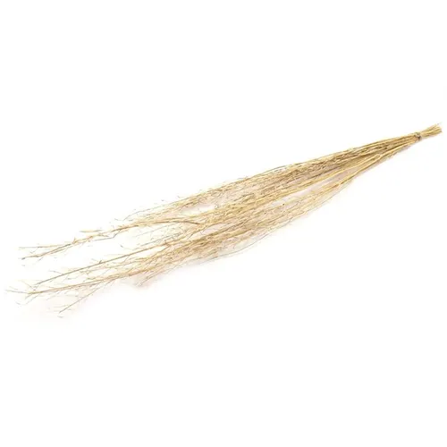 Sušený kvet Mustard grass hnedá 90 cm
