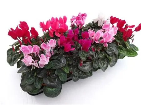 Cyclamen Super Allure Mix črepník 10,5 cm