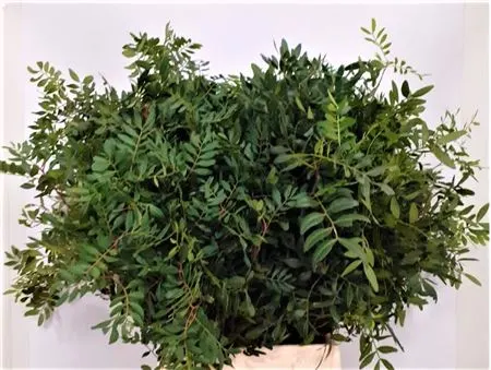 Zeleň (Greenery)