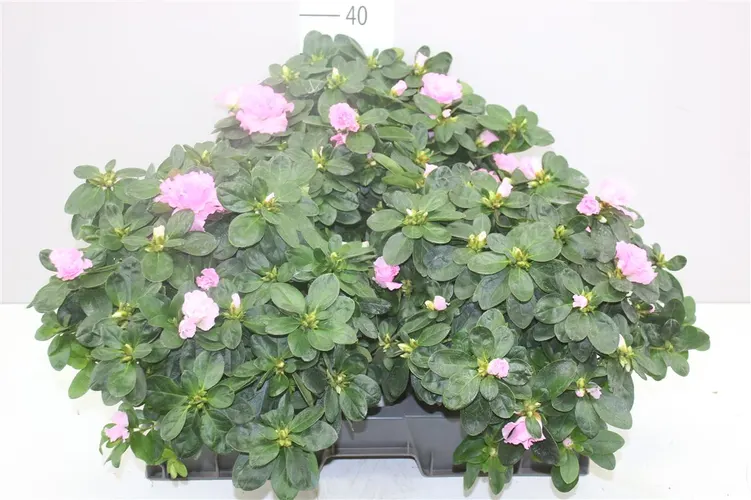 Azalka Rose Vogel črepník 15 cm
