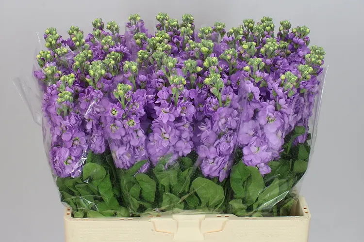 Matthiola a harmanček (Stocks/Kamille)