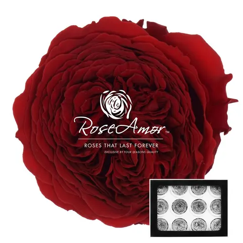 Stabilizovaná ruža Amelia ⌀ 4 cm, červená RED01