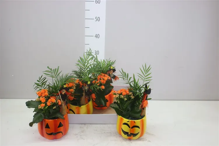 Arr Kamerplanten v obale Keramiek Pompoen črepník 15 cm