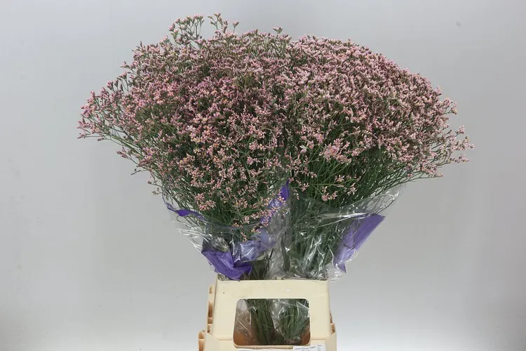Lim. Sin Pink Activa 70 cm