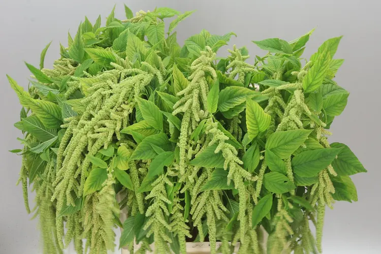 Amarant Ca Viridis 80 cm