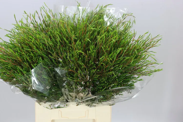 Chame Wax Snow Flake 60 cm