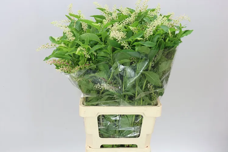 Phytolacca 60 cm