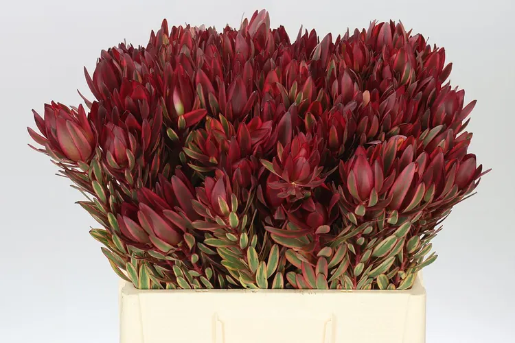 Leucadendron Jester 60 cm