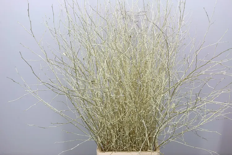 Berk Platina 120 cm