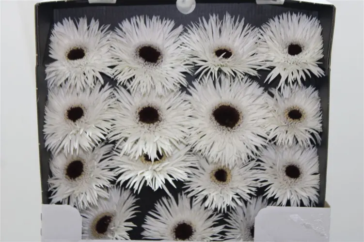 Gerbera Diamond Spider Phantom 55 cm
