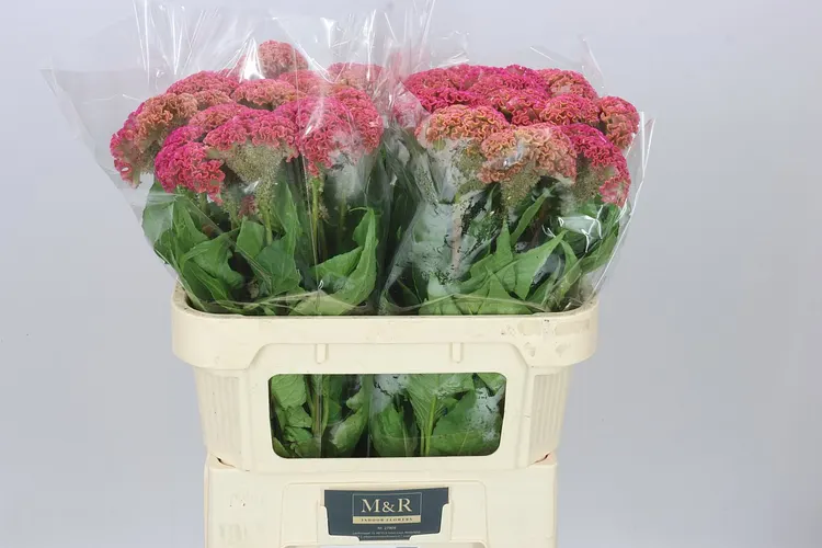 Celosia Reprise Rose 72 cm