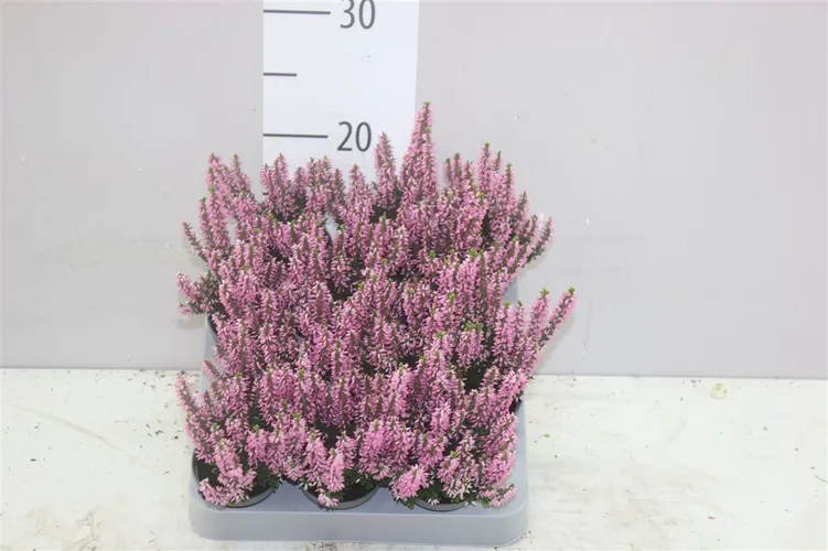 Calluna Beauty Ladies Mini Roze črepník 6 cm