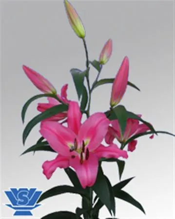 Ľalie (Lilies)