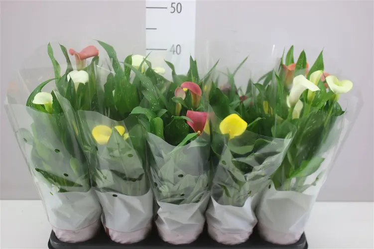 Kala mix črepník 12 cm