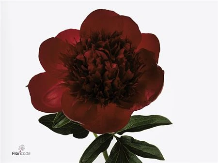 Pivonka Red Charm 50 cm
