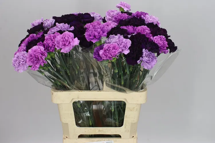 Karafiát mix Florigene 65 cm