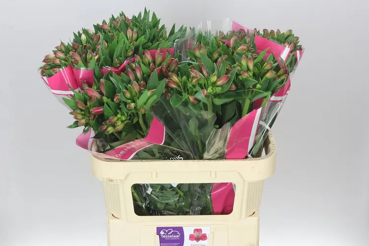 Alstro Bubblicious 75 cm