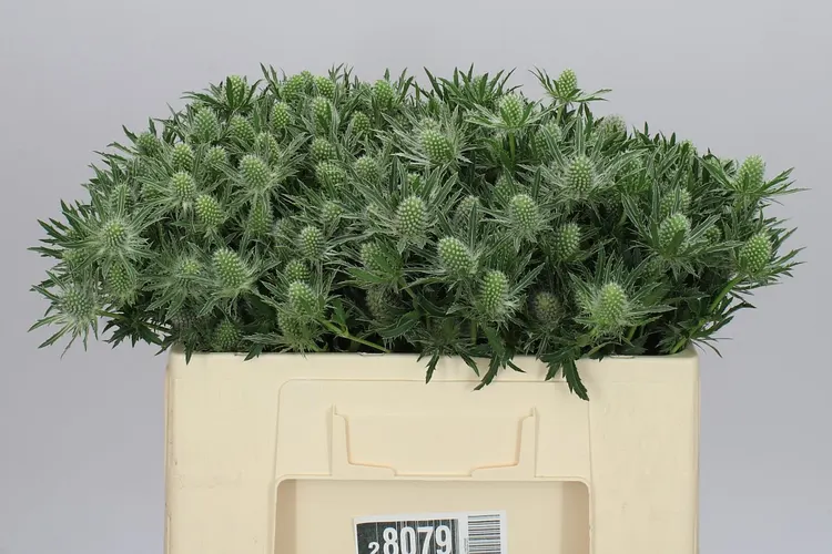 Eryngium Sirius 50 cm