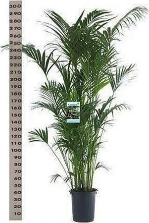Howea Forsteriana 20pp črepník 40 cm