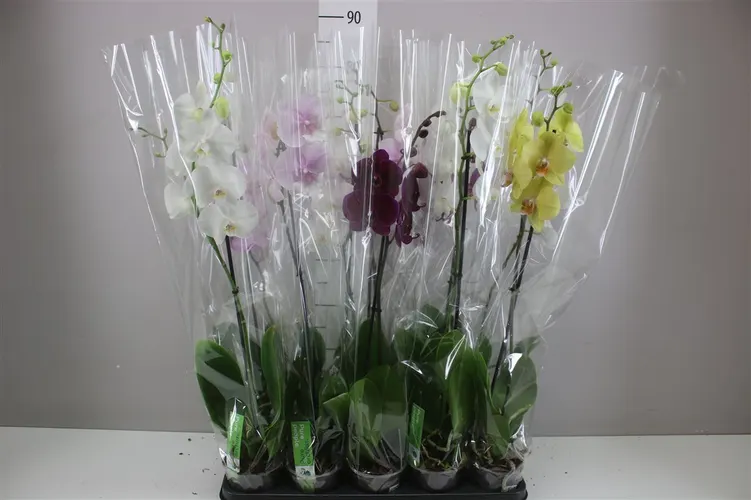 Phal Gemengd 1 Tak 9+ črepník 12 cm