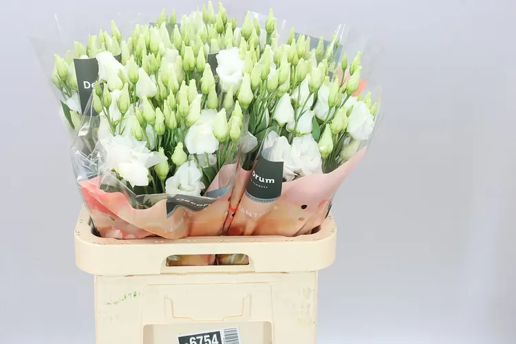 Eust Du Giant White 70 cm