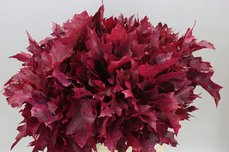 Quercus Painted Cerise 60 cm