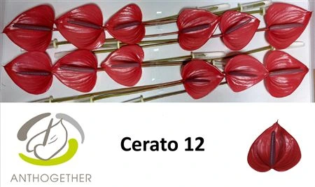 Antúrium Cerato