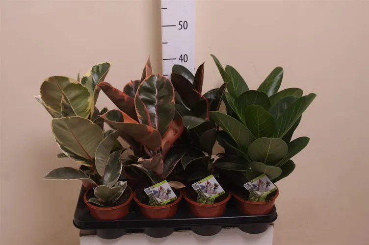 Fikus mix Elastica črepník 14 cm
