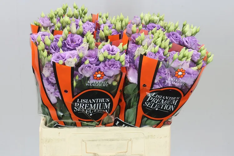 Eustóma plnokvetá Corelli Lavendel 65 cm