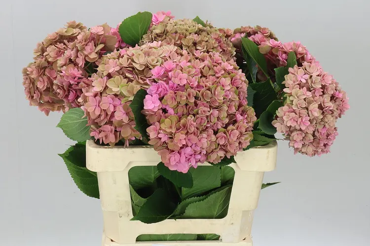 Hyd Kiss Classic 60 cm
