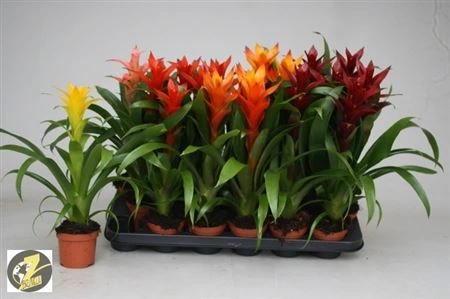 Guzmania mix črepník 9 cm