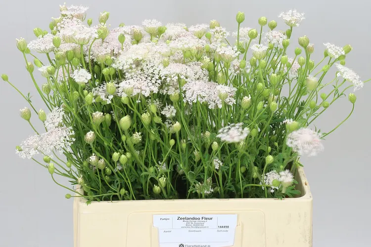 Didiscus Pale Pink A2 60 cm