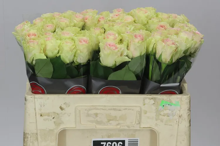 Rosa Gr Top-gear Ex 50 cm
