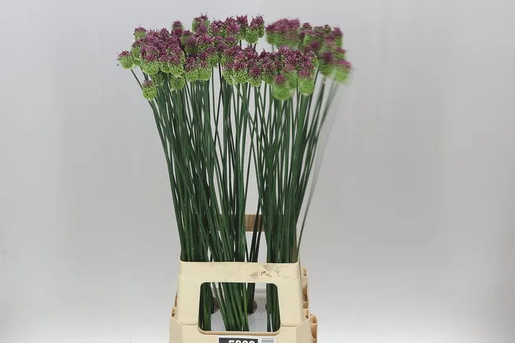 Allium Sphaerocephalon 70 cm