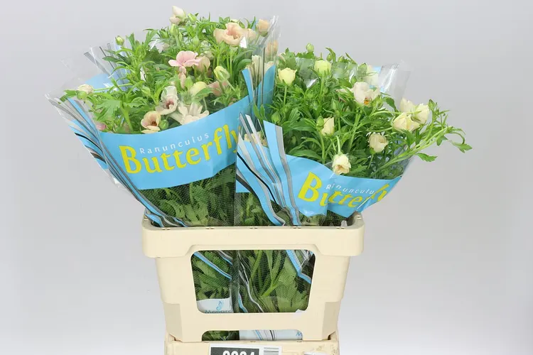 Ranuncul Butterfly Melissa 60 cm