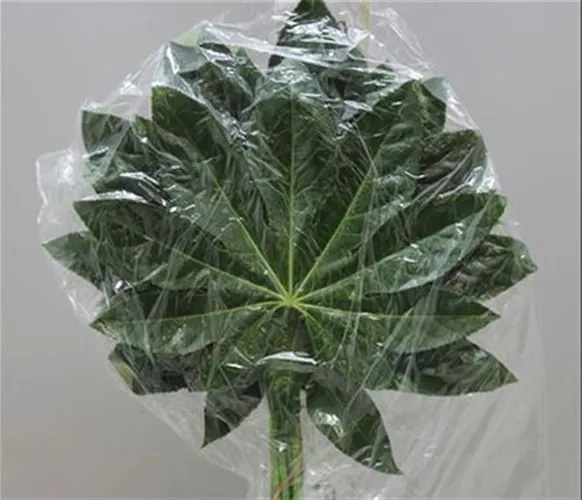 Aralia Small Vacuum X5 30 cm