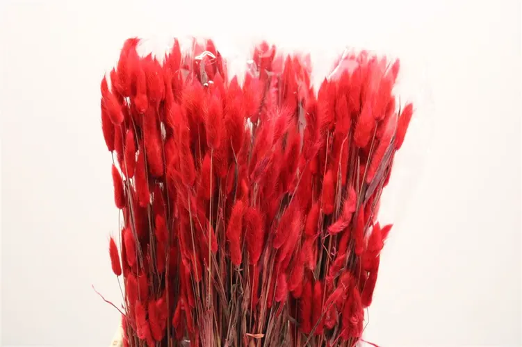 Dried Lagurus Red 65 cm