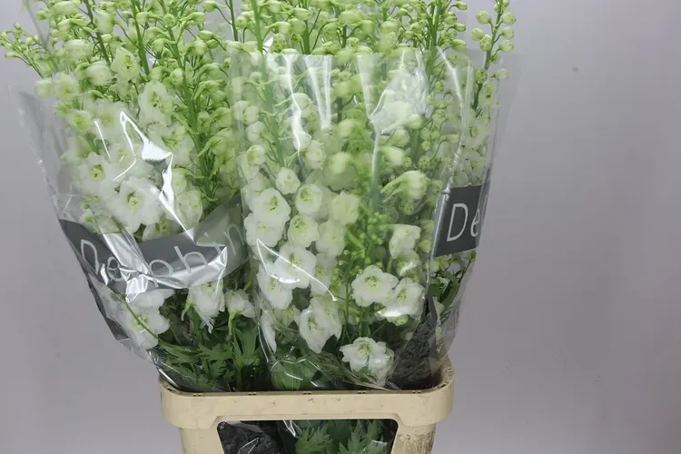 Delph El Centurion White 120 cm