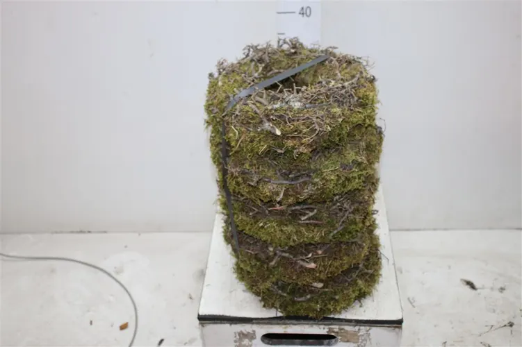 Whreat 30 cm