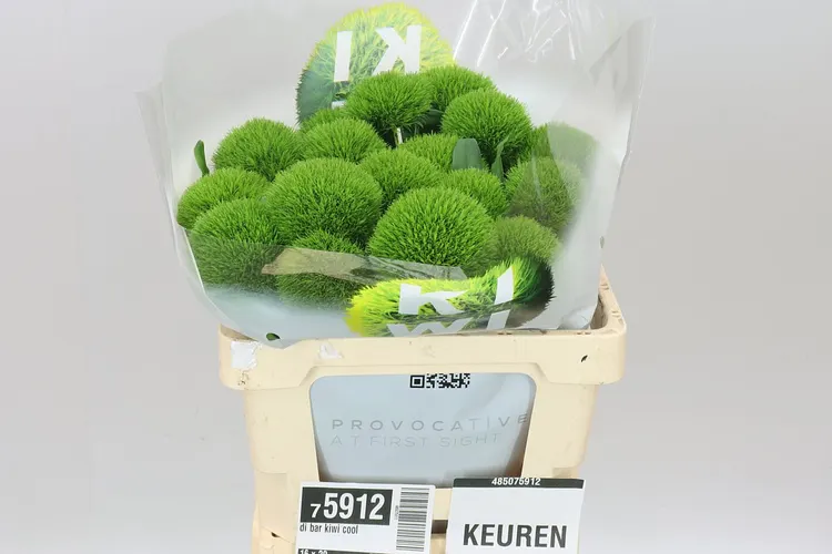 Klinček bradatý Kiwi Cool 60 cm