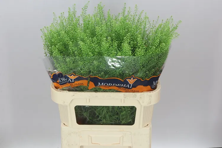 Thlaspi Green Bell 75 cm
