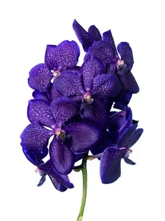 Vanda Tanayee Bleu X25