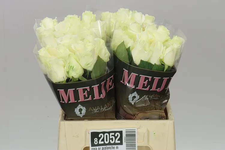 Rosa Gr Avalanche Meijer 40 cm