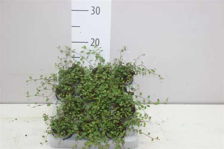 Muehlenbeckia Maori Mini črepník 6 cm